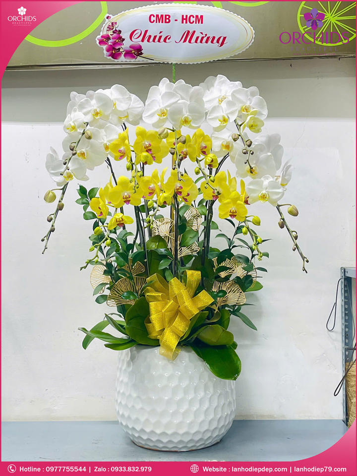 Chậu hoa lan hồ điệp trắng vàng 10 cành TV51