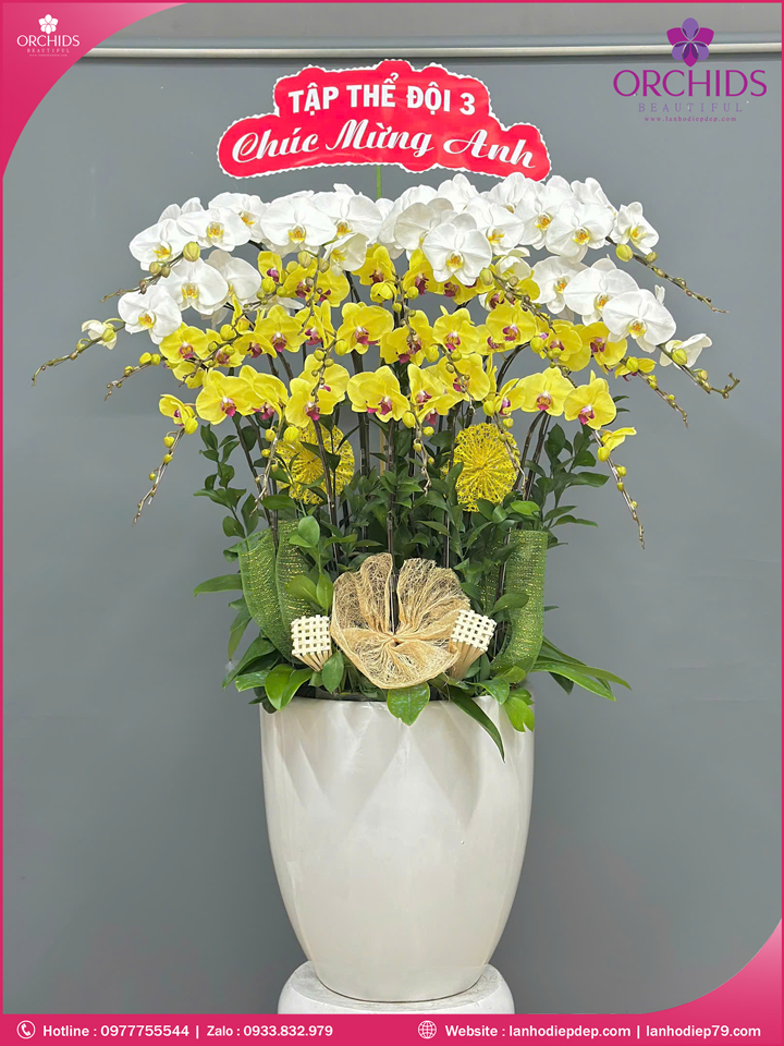 chau-hoa-lan-ho-diep-trang-vang-20-canh-tv48