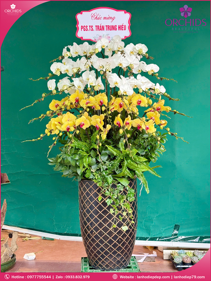 Chậu hoa lan hồ điệp trắng vàng 30 cành TV50