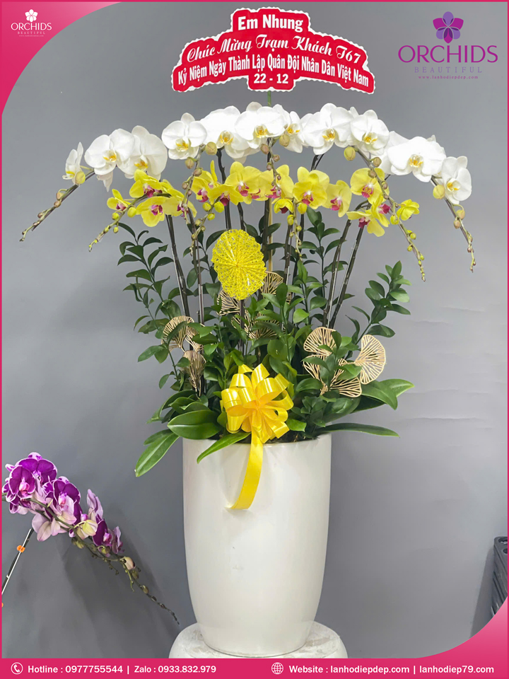 Chậu hoa lan hồ điệp trắng vàng 9 cành TV49