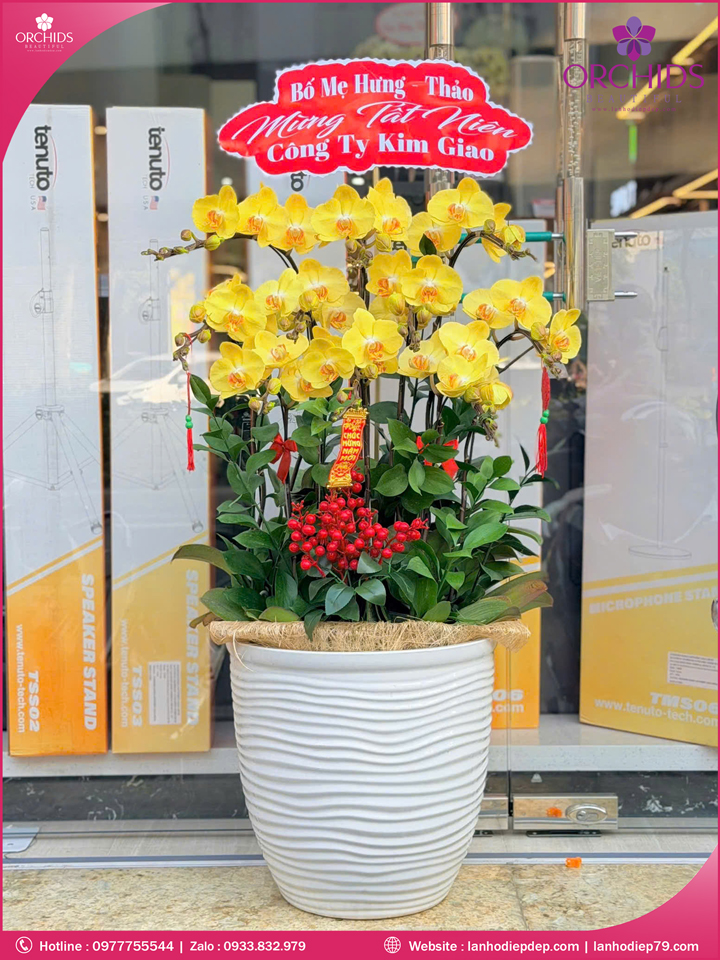 Chậu hoa lan hồ điệp vàng 10 cành V540