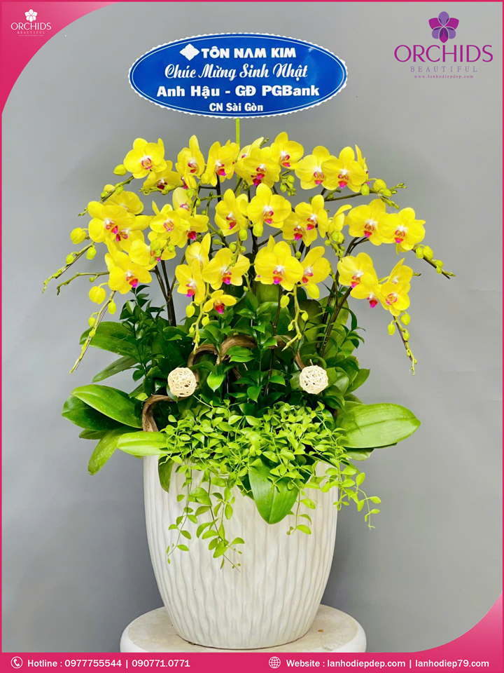 Chậu hoa lan hồ điệp vàng 13 cành V449