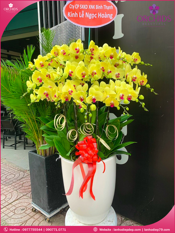 Chậu hoa lan hồ điệp vàng 15 cành V344
