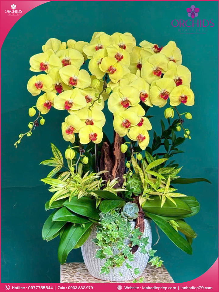 chau-hoa-lan-ho-diep-vang-5-canh-v484