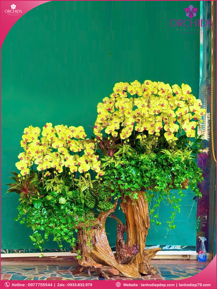 chau-hoa-lan-ho-diep-vang-50-canh-v518