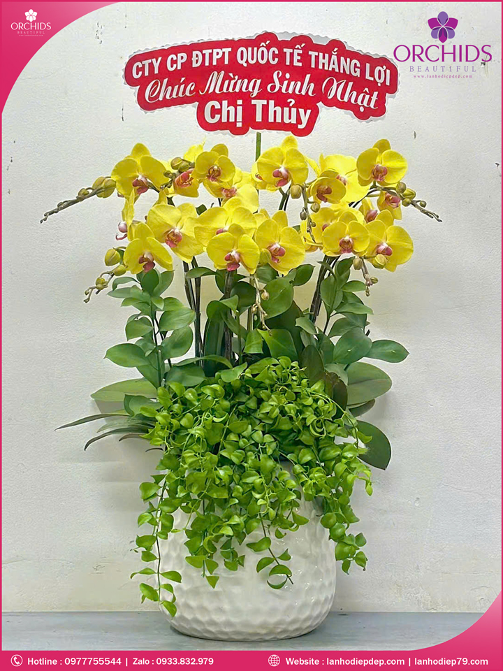 chau-hoa-lan-ho-diep-vang-7-canh-v490