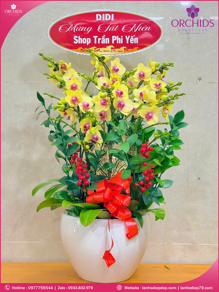 Chậu hoa lan hồ điệp vàng 8 cành V537