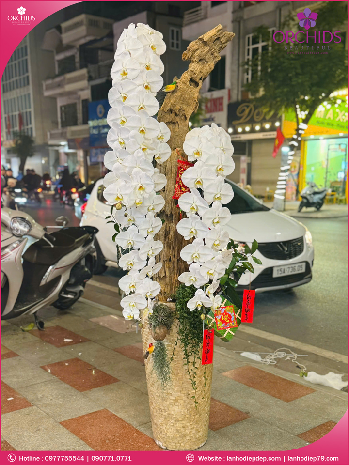 Chậu hoa lan hồ điệp vip nữ hoàng 3 cành VNH03