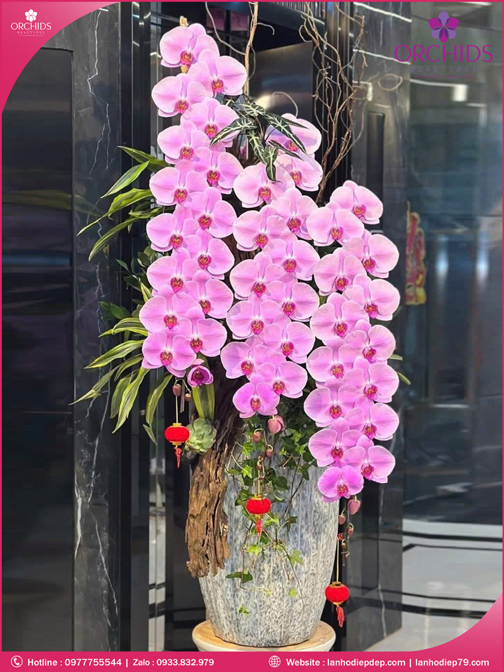 Chau-hoa-lan-ho-diep-vip-nu-hoang-3-canh-vnh12