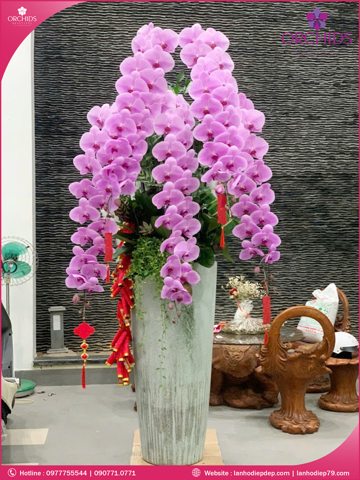 Chậu hoa lan hồ điệp vip nữ hoàng 5 cành VNH05