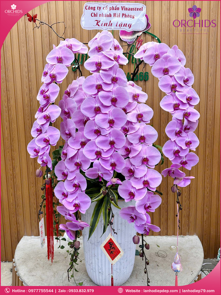 Chau-hoa-lan-ho-diep-vip-nu-hoang-5-canh-vnh14