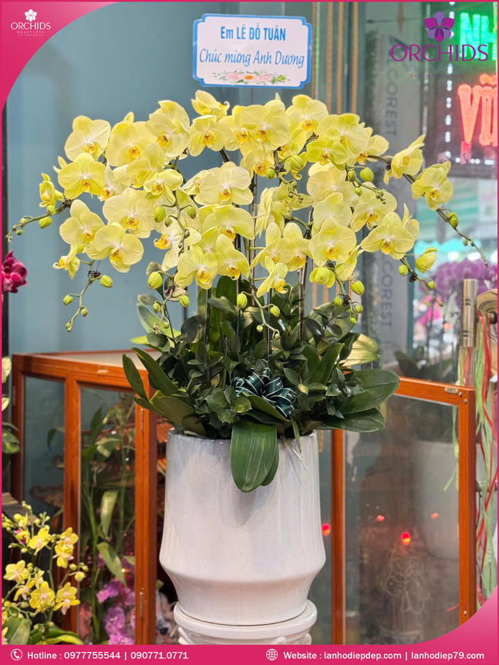 Chậu hoa lan hồ điệp xanh táo 10 cành X63