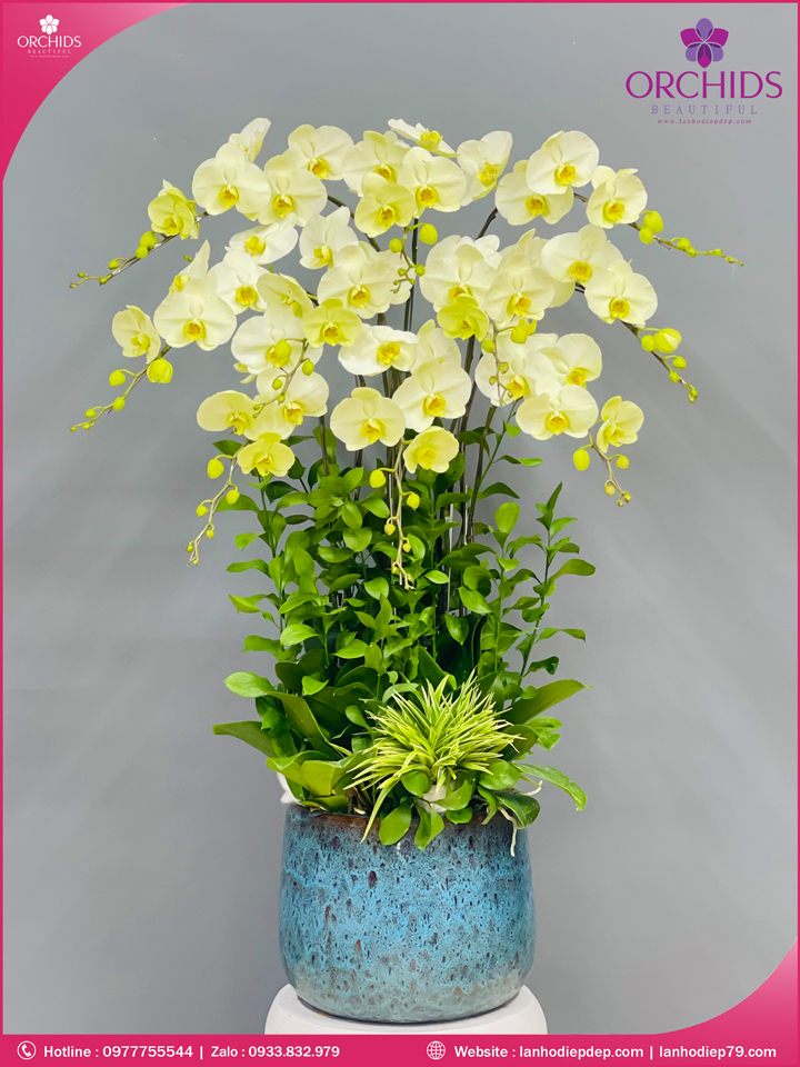 Chau-hoa-lan-ho-diep-xanh-tao-10-canh-x87