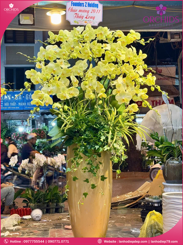 Chậu hoa lan hồ điệp xanh táo 20 cành X65