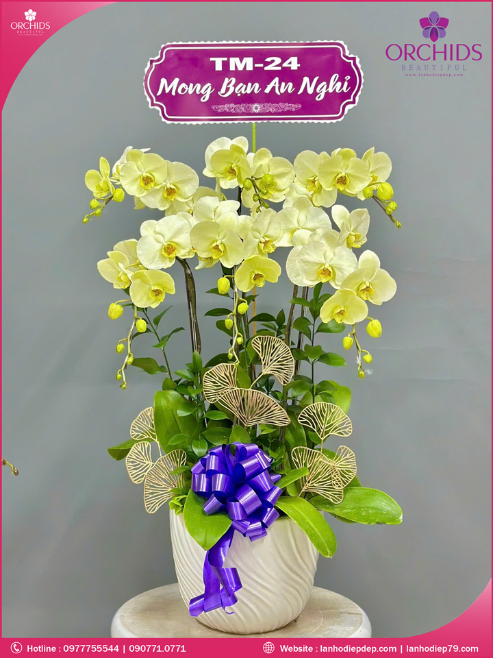 Chậu hoa lan hồ điệp xanh táo 6 cành X76