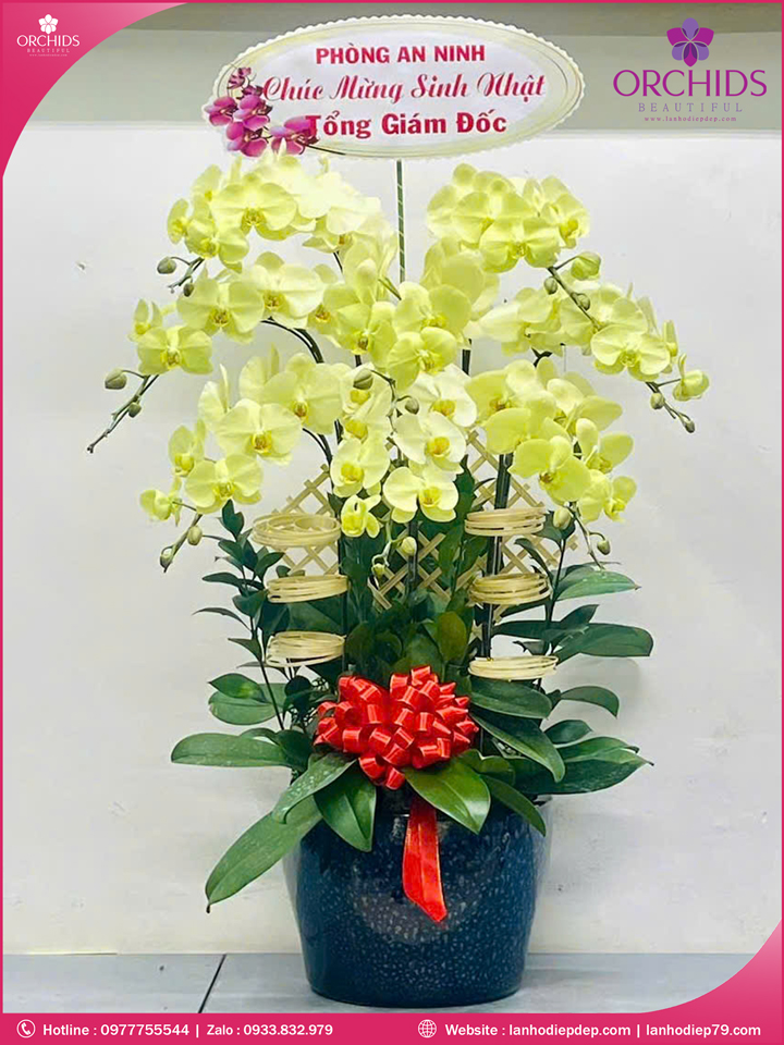 Chau-hoa-lan-ho-diep-xanh-tao-8-canh-x85