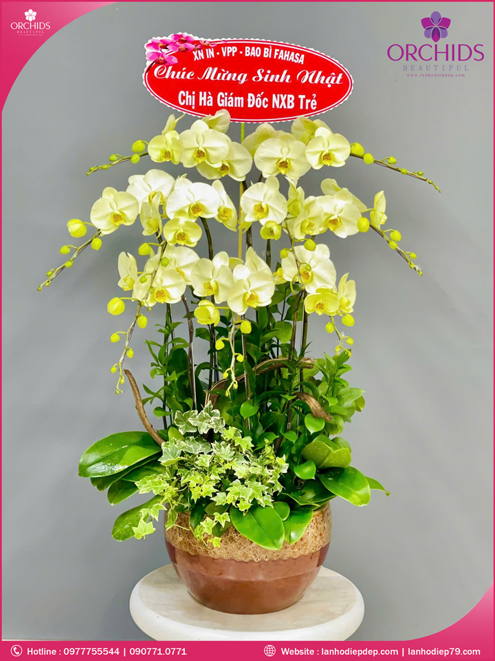 Chậu hoa lan hồ điệp xanh táo 9 cành X62