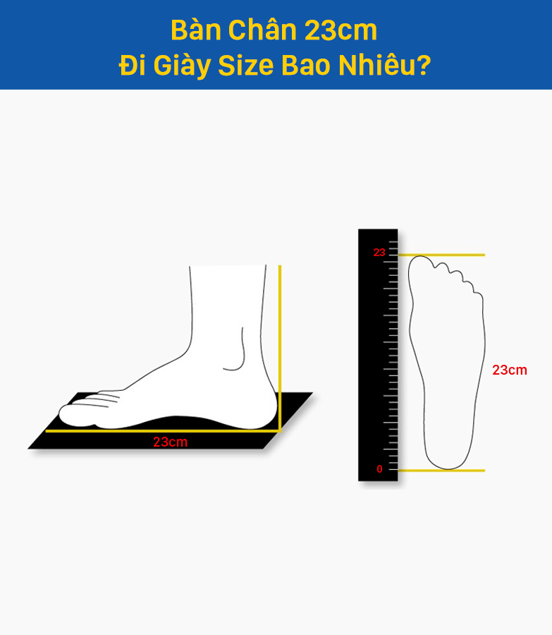 Bàn chân 23cm thì đi giày size giày bao nhiêu là vừa? - Thiên Hương Shoes