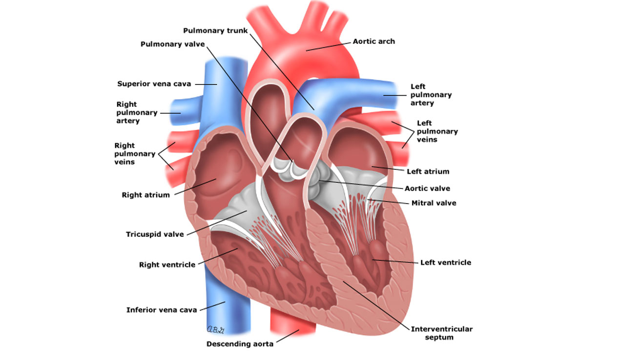 open-heart-disease