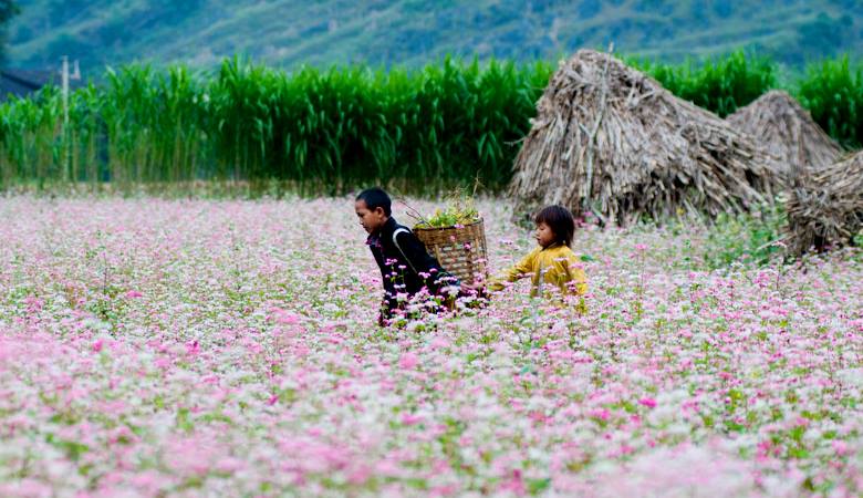 lễ hội hoa tam giác mạch lần 3