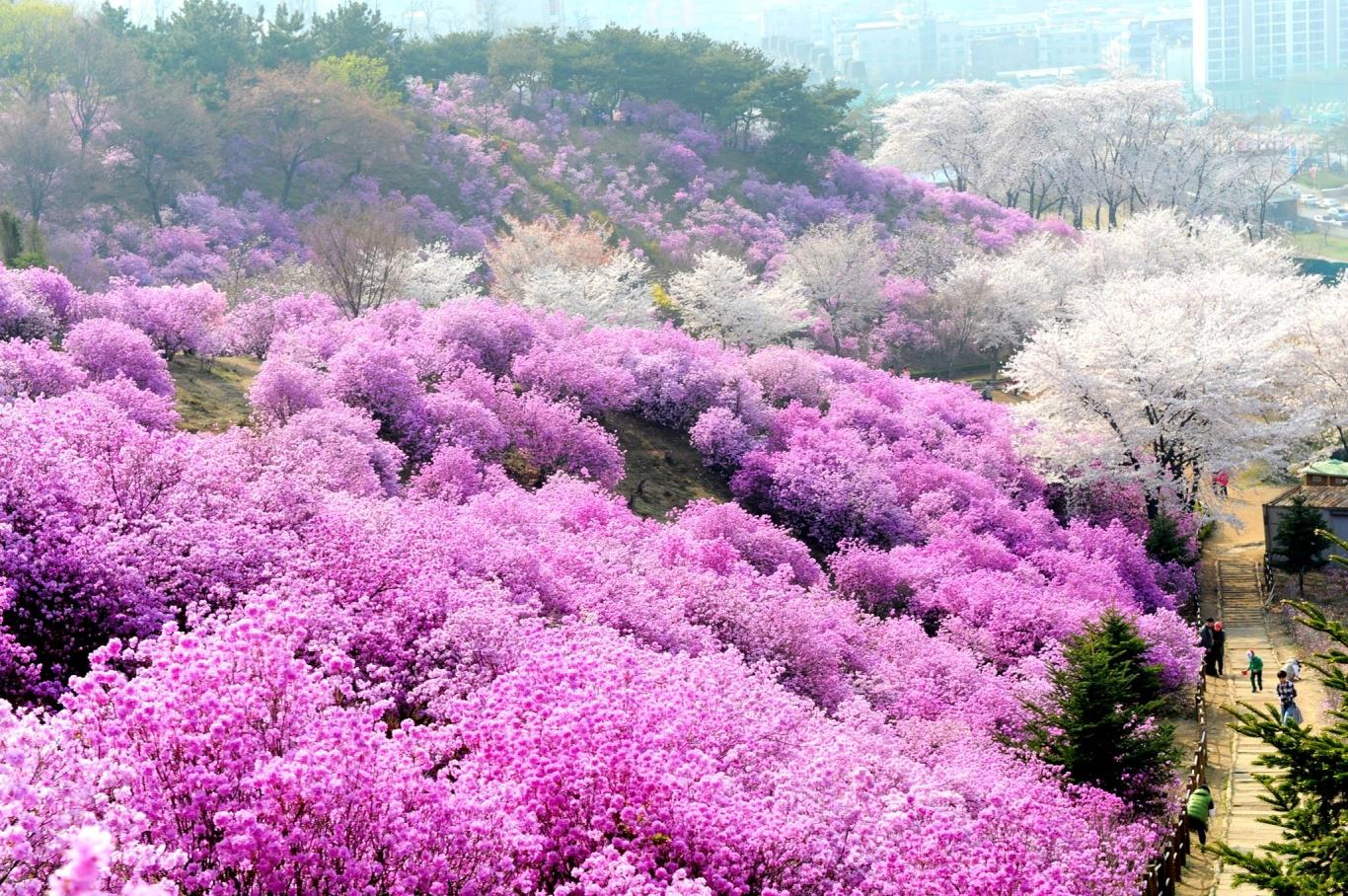 hoa đỗ quyên