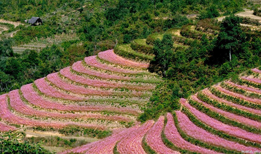 Đồi hoa tam giác mạch, Hà Giang