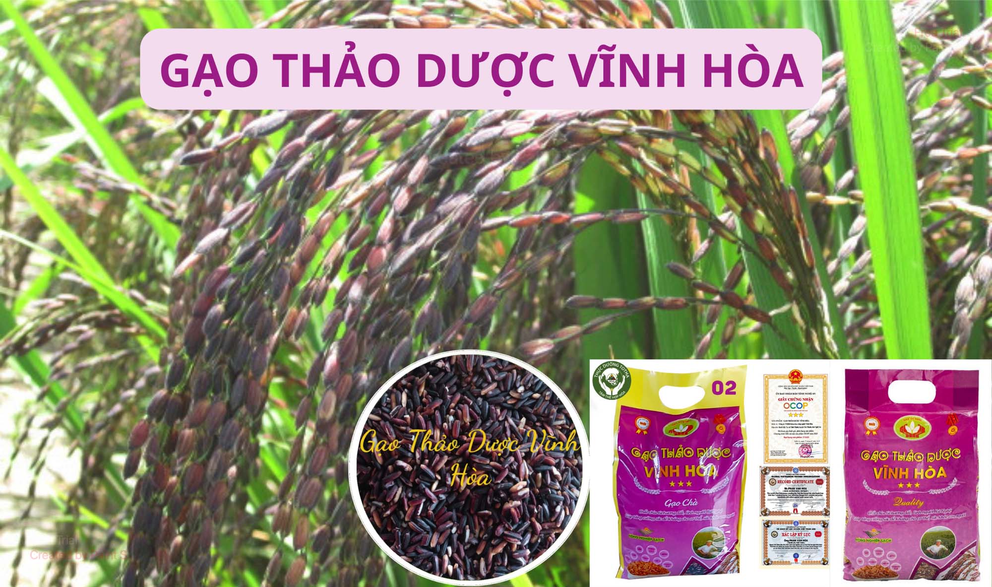 TOTHA | Thực Dưỡng Sạch Chức Năng | Sức khỏe là Vàng