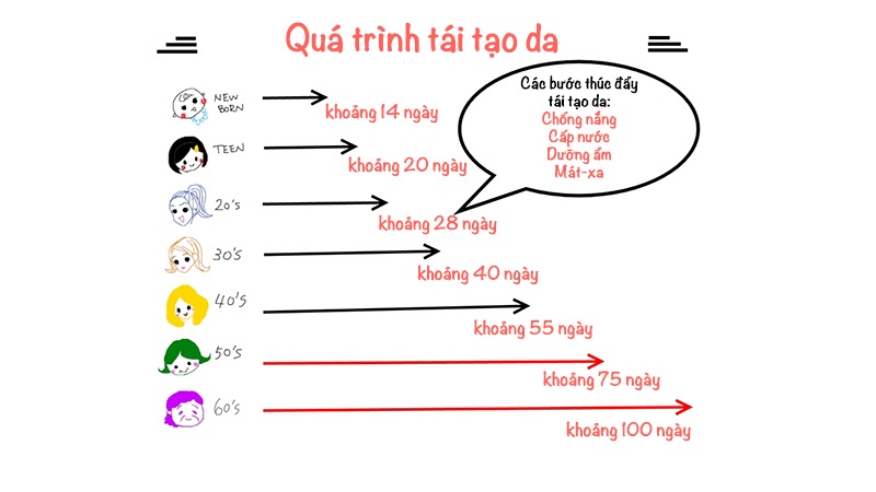 Image result for chu kỳ tái tạo da