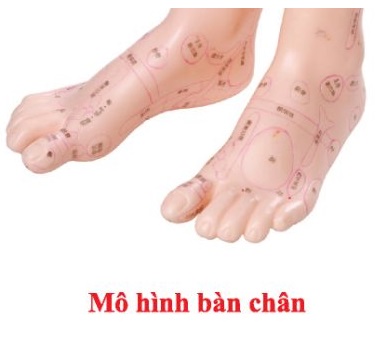 Mô hình bàn chân ( trưng bày)