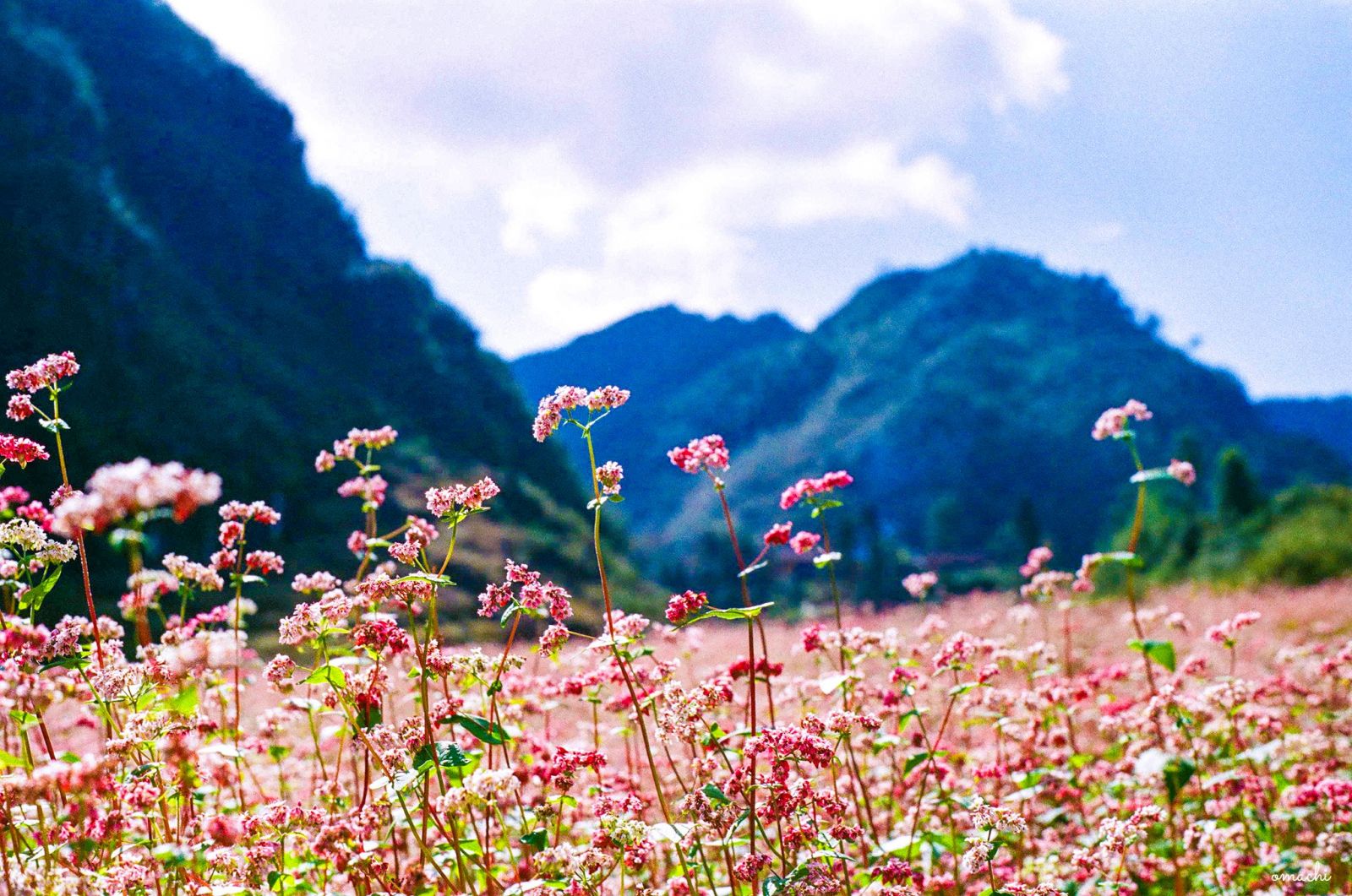 Du lịch Hà Giang tháng 11 bạt ngàn hoa tam giác mạch