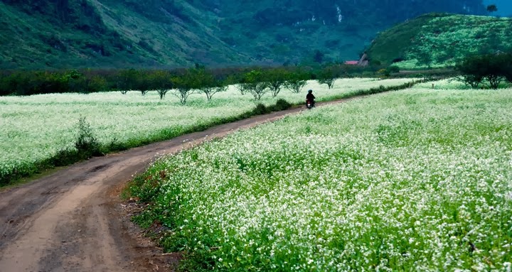 Tour Mộc Châu 2 ngày đón lễ 2/9