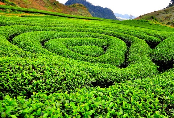 Những rừng chè đẹp nhất trong hành trình du lịch khám phá