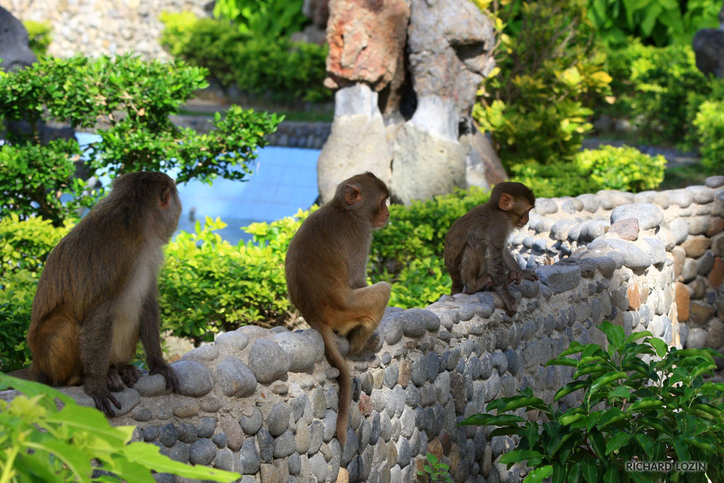Vương quốc khỉ giữa lòng phố biển Nha Trang