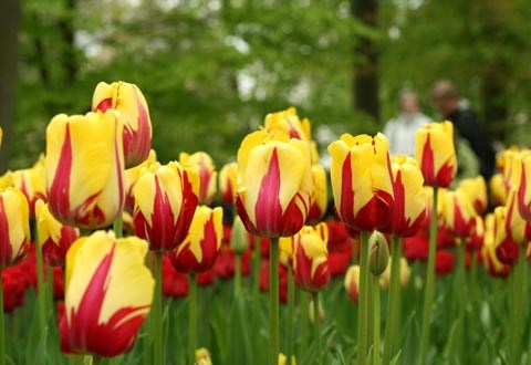 Du lịch Hà Lan - Nhớ mùa hoa Tulip