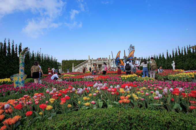 lễ hội hoa tulip VN