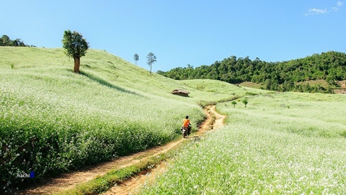 mùa thu mộc châu mùa hoa cải