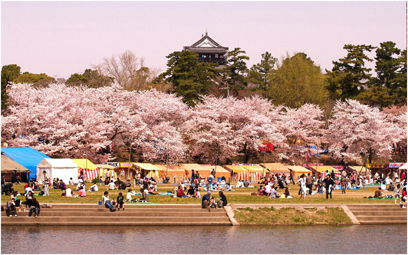 lễ hội hanami nhật bản