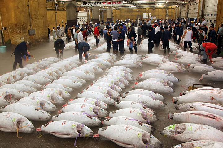 chợ cá tsukiji