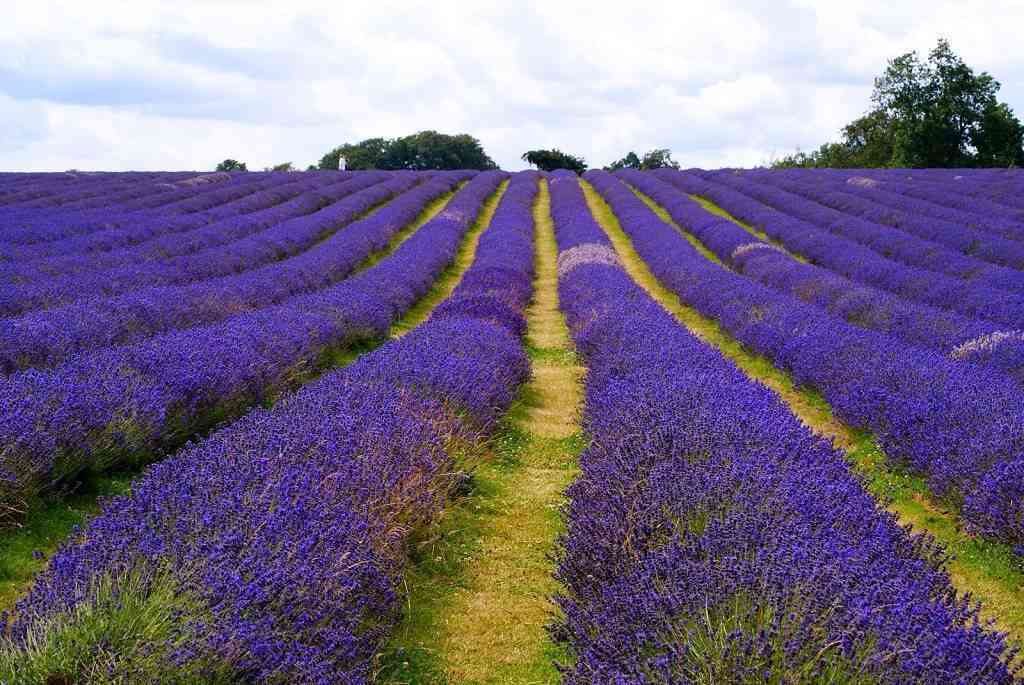 cánh đồng hoa lavender