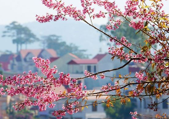 mùa hoa anh dào đà lạt