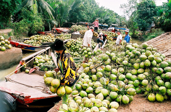 dừa bến tre