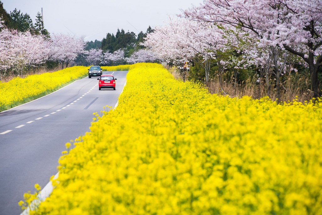 hội hoa anh đào trên đảo jeju