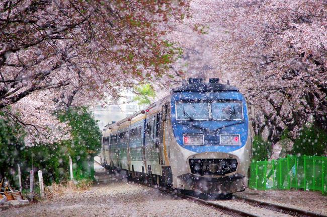 hoa anh đào jinhae