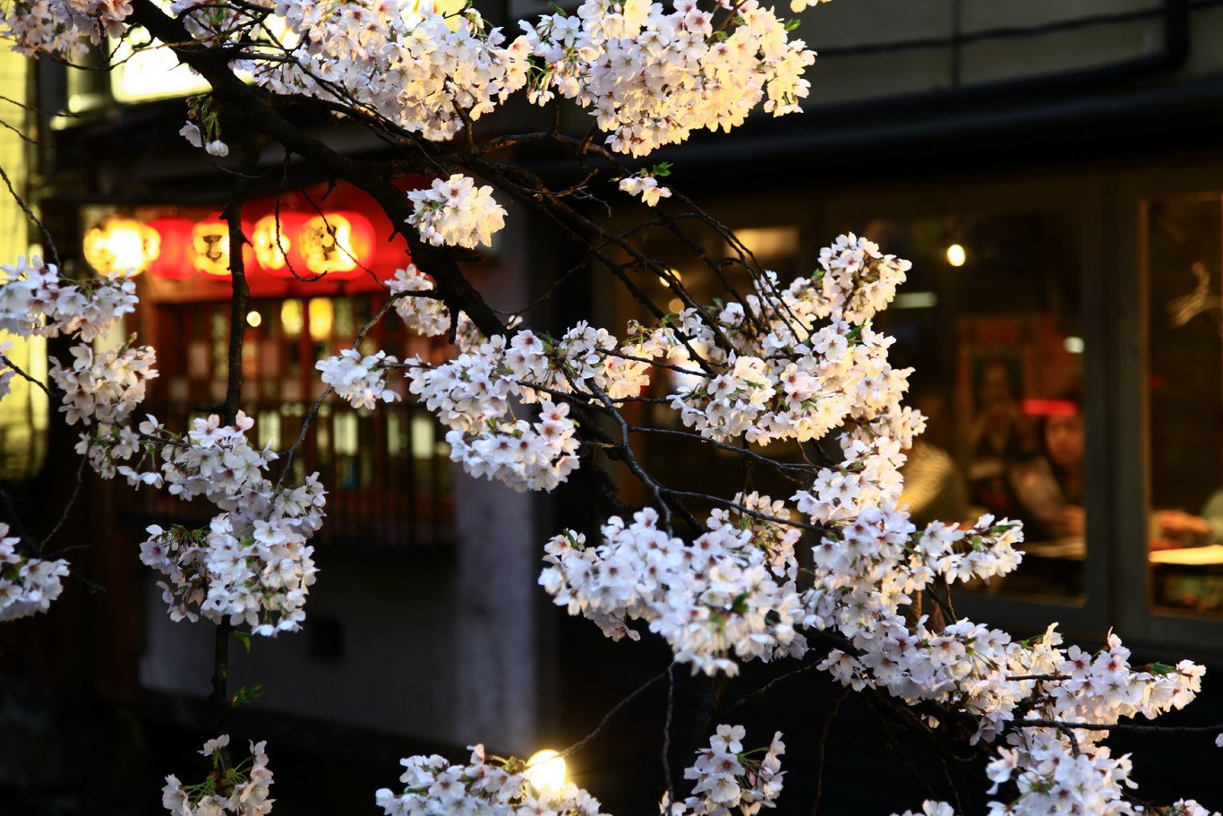 hoa anh đào phố gion