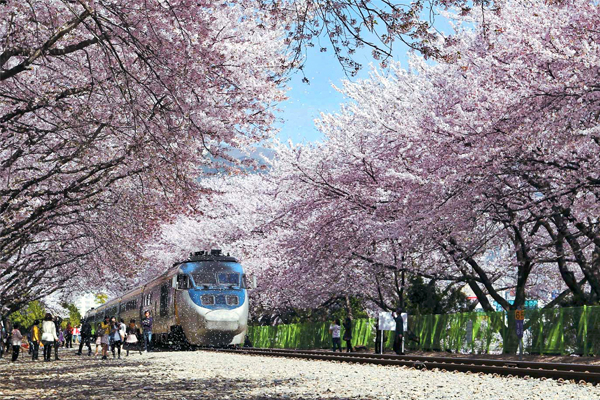 jinhae thơ mộng