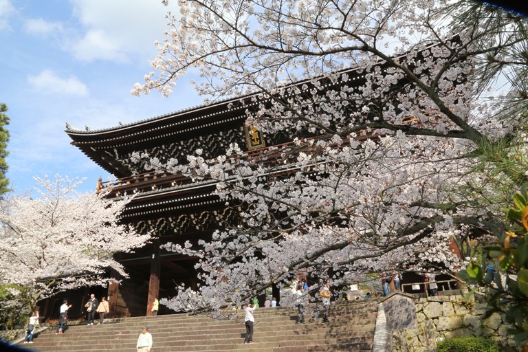 mua hoa anh đào kyoto