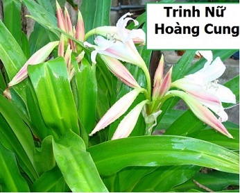 Chữa Bệnh U Xơ Tiền Liệt Tuyến Bằng Lá Trinh Nữ Hoàng Cung, Đơn Giản Mà Hiệu Quả