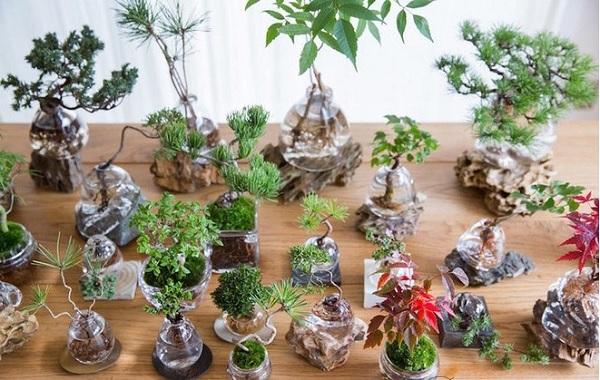 Hướng Dẫn Cách Trồng Và Chăm Sóc Cây Cảnh Để Bàn Đúng Cách. 