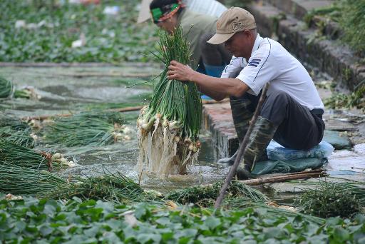Hướng Dẫn Cách Rửa Rau Củ Quả Sạch Và An Toàn