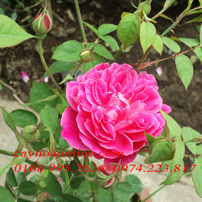 Chuyên cung cấp cây hoa hồng leo tại Hà Nội và miền Bắc
